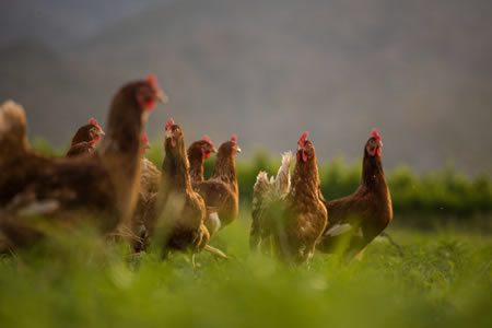 Productos sostenibles para la ganadería